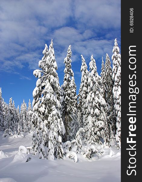 A scene with snow during winter time in the forest. A scene with snow during winter time in the forest