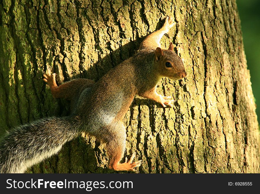 Grey squirrel on a tree trunk hanging on by his fingernails. Grey squirrel on a tree trunk hanging on by his fingernails.