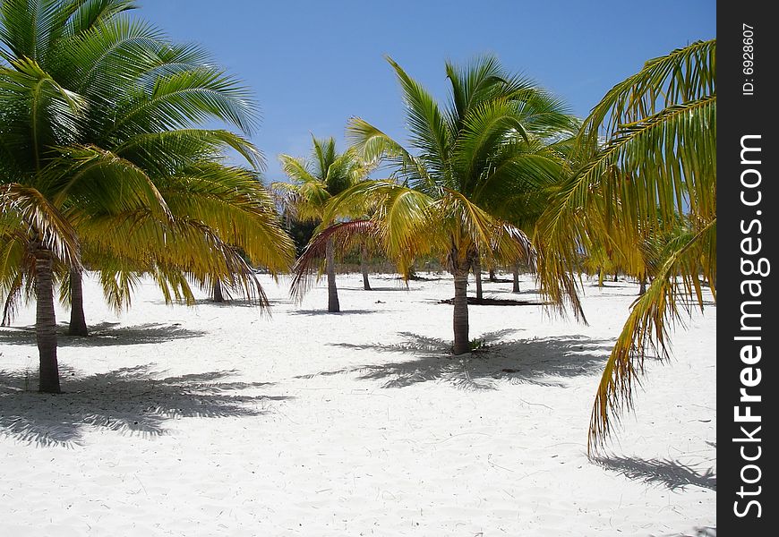 Palm trees at the picturesque beach at Cayo Largo Island. Palm trees at the picturesque beach at Cayo Largo Island