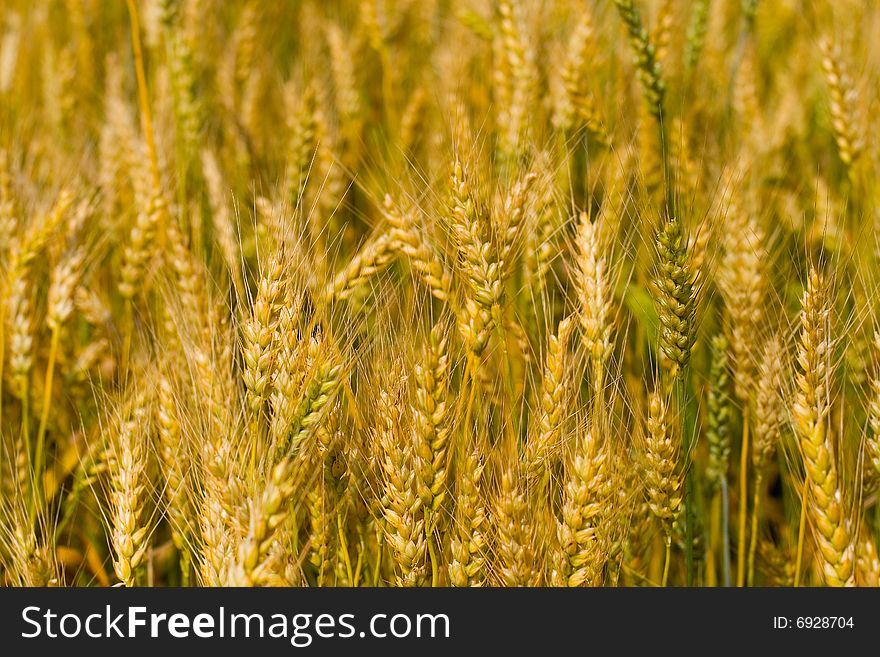 Field of wheat background close up