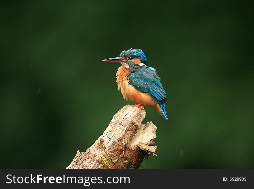 Perched kingfisher,ruffled feathers,background out of focus. Perched kingfisher,ruffled feathers,background out of focus.