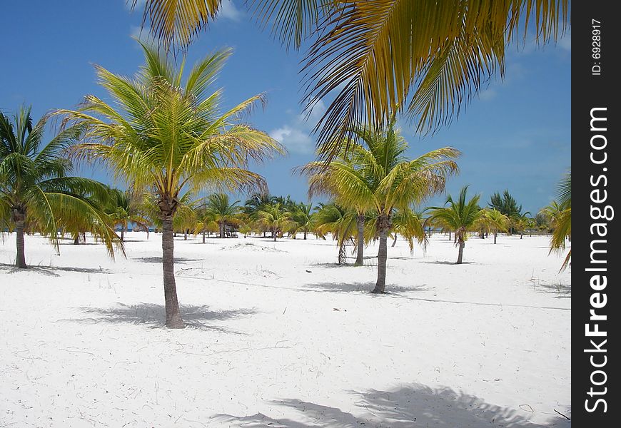 Palms forest at the picturesque sandy beach at Cayo Lagro del Sur Island. Cuba. Palms forest at the picturesque sandy beach at Cayo Lagro del Sur Island. Cuba