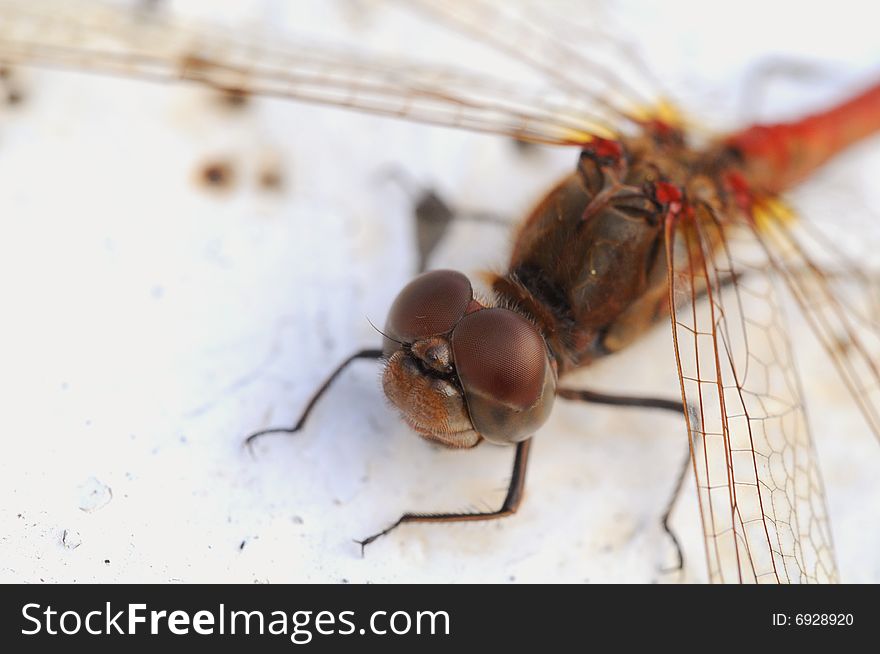 A dragonfly macro picture wings and head detail