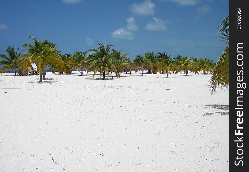 Palms forest at the picturesque beach at Cayo Largo Island, Cuba. Palms forest at the picturesque beach at Cayo Largo Island, Cuba