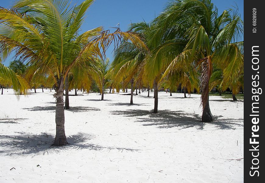 Palms forest at the picturesque beach at Cayo Largo Island, Cuba. Palms forest at the picturesque beach at Cayo Largo Island, Cuba