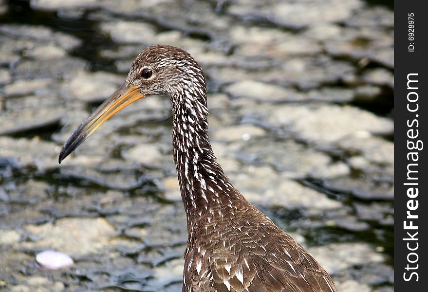 Alert bird searches for food in a marsh. Alert bird searches for food in a marsh