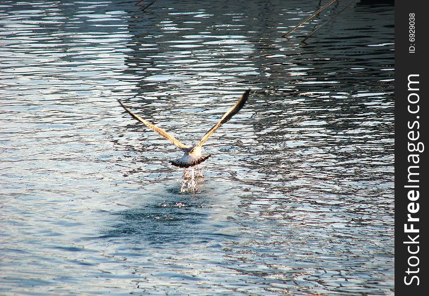 Seagull taking of on clear water