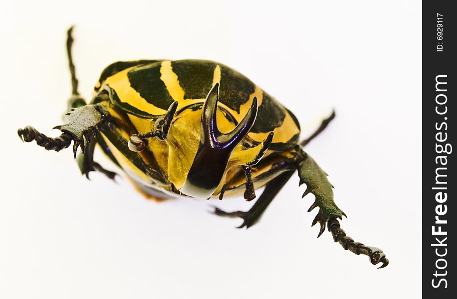 Scarabeid beetle Chelorrhina polyphemus on white background
