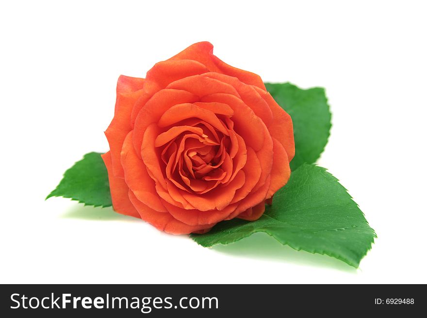 Red rose isolated on white background. Red rose isolated on white background.