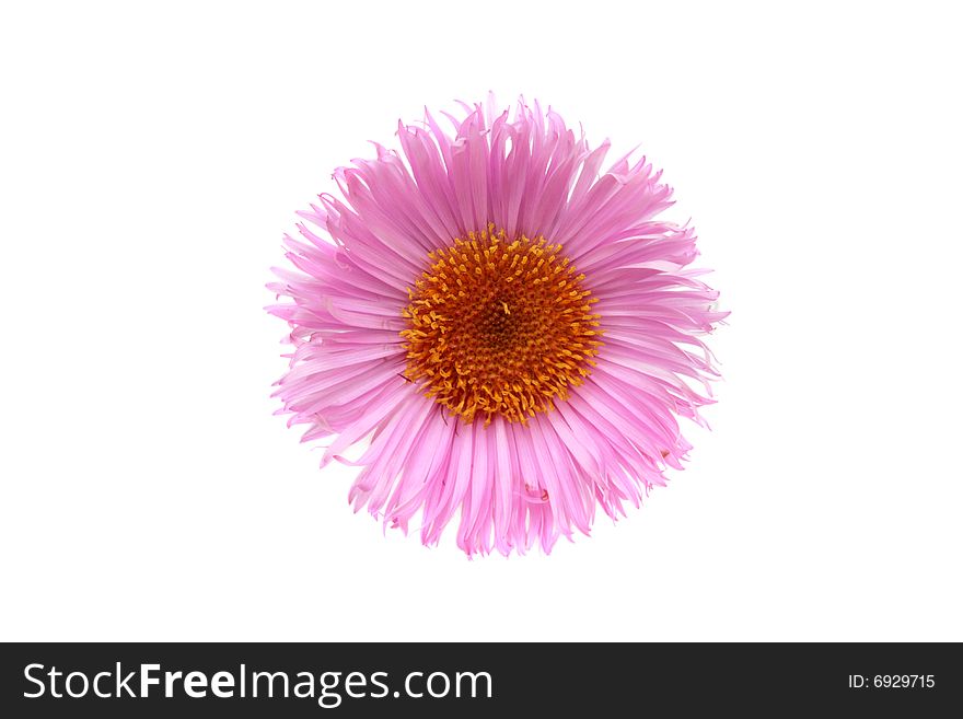 Pink daisy isolated on white. Pink daisy isolated on white.