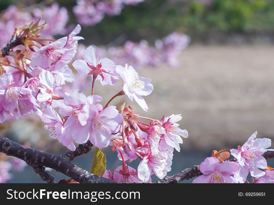 Cherry blossom in japan on spring.