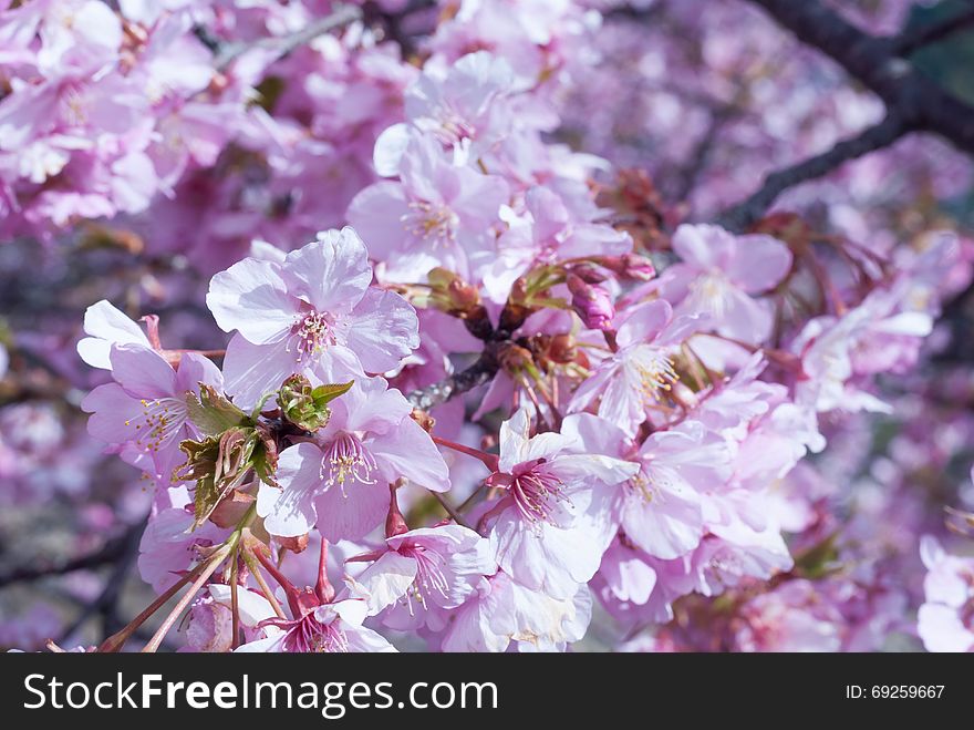 Cherry blossom in japan on spring.