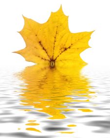 Photo Of Maple Autumn Leave Royalty Free Stock Photography Photo Of Maple Autumn Leave Royalty Free Stock Photography