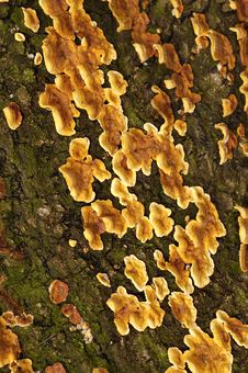Close Up Of A Tree Bark Stock Photography