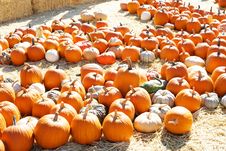 Pumpkin Patch Stock Photo Pumpkin Patch Stock Photo
