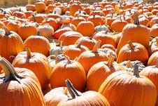 Pumpkin Patch Royalty Free Stock Photo Pumpkin Patch Royalty Free Stock Photo