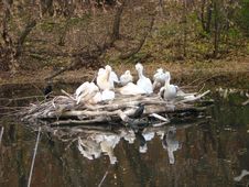 Island Of Curly Pelicans Pelecanus Crispus Stock Images Island Of Curly Pelicans Pelecanus Crispus Stock Images