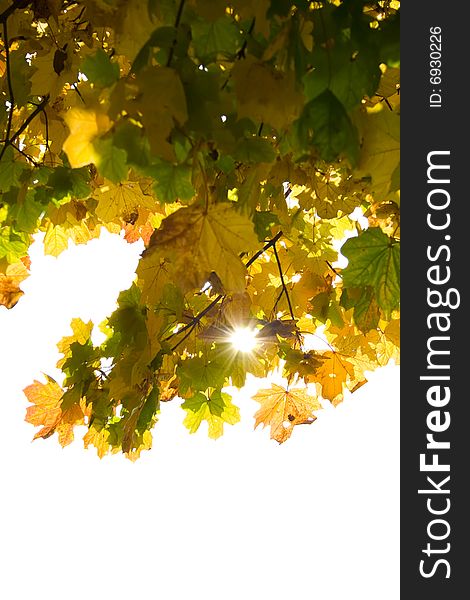 Autumn leaves with sunbeam isolated with white  background
