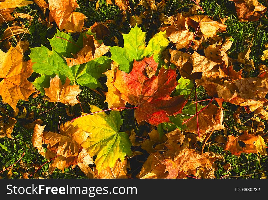 Autumn leaves on a green grass. Autumn leaves on a green grass
