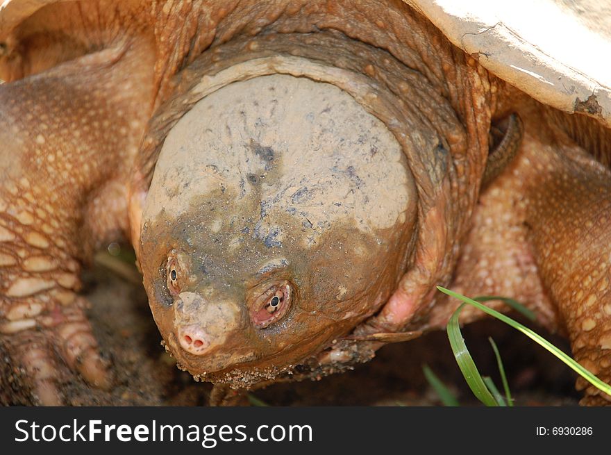 This close up of a snapping turtle was photographed here in Avon ,Indiana. This close up of a snapping turtle was photographed here in Avon ,Indiana