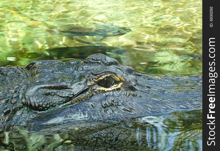 Crocodile\'s eye in canaries. Crocodile\'s eye in canaries