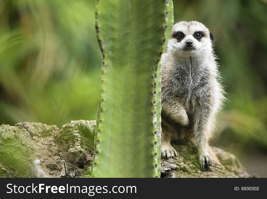 A meerkat stares out from behind a cactus