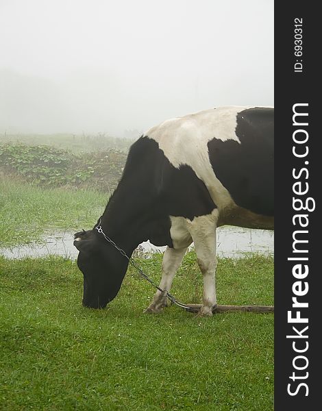 Cow during misty autumn morning.