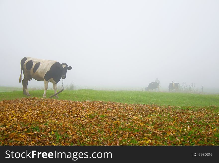 Cow during misty autumn morning.