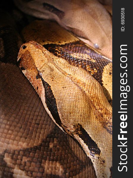 A pythons head is the center of the frame in a pile of snakes at the zoo.