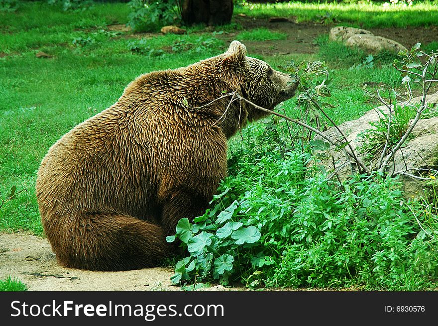 Captive brown bear from Barcelona zoo