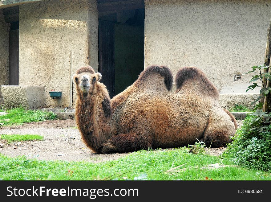 Captive camel having rest at spanish zoo