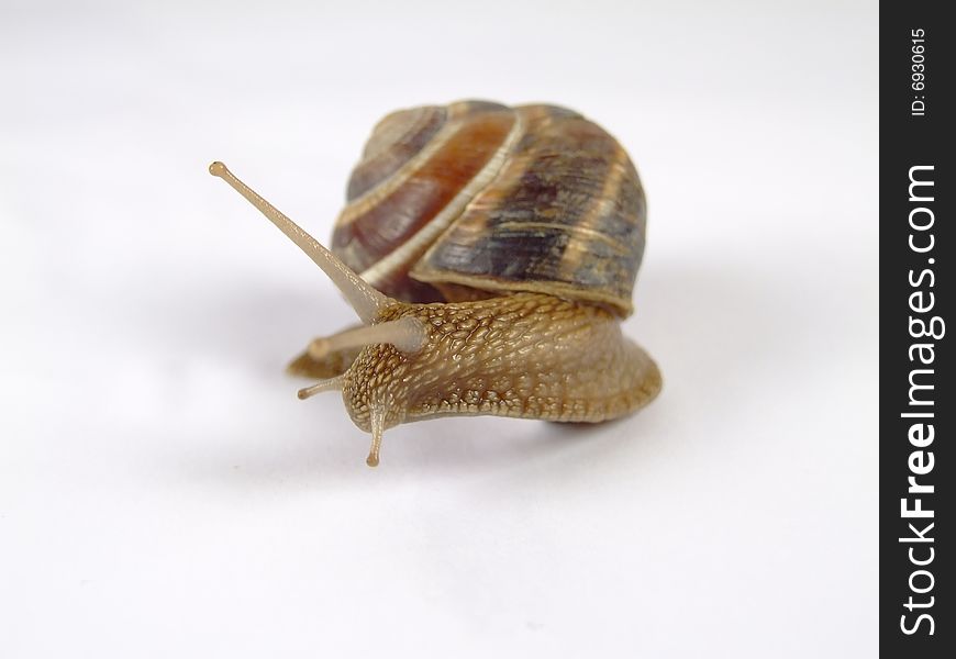 Snail with extended antennas on a white background