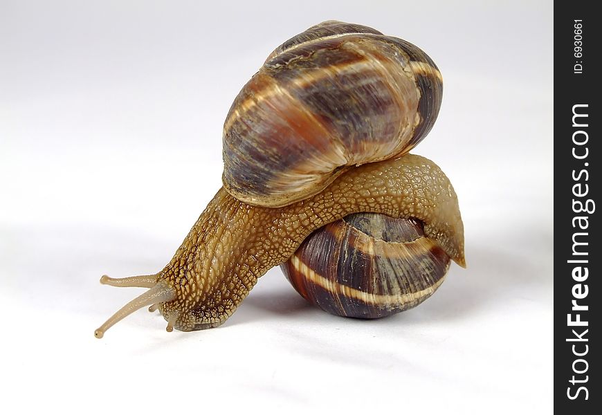 Snail with extended antennas on a white background