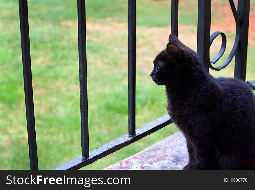 Profile of black cat looking out from a porch. Profile of black cat looking out from a porch.