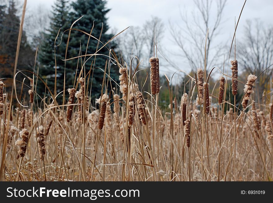 A field of Bullrushes with Fir and cedar trees in the background. A field of Bullrushes with Fir and cedar trees in the background