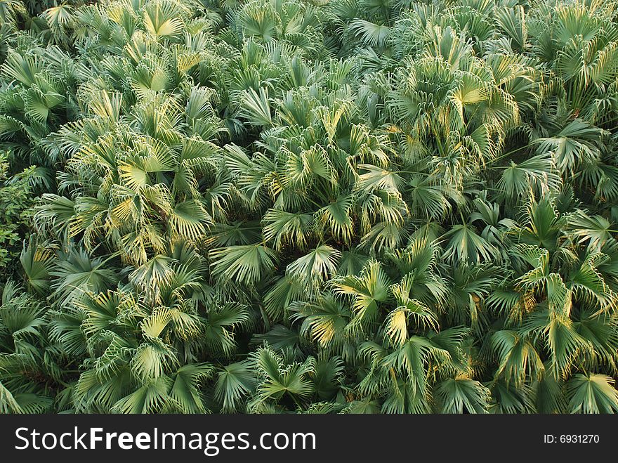 The palm tree leaves of the aerial view of  a forest in tropical area,china. The palm tree leaves of the aerial view of  a forest in tropical area,china.