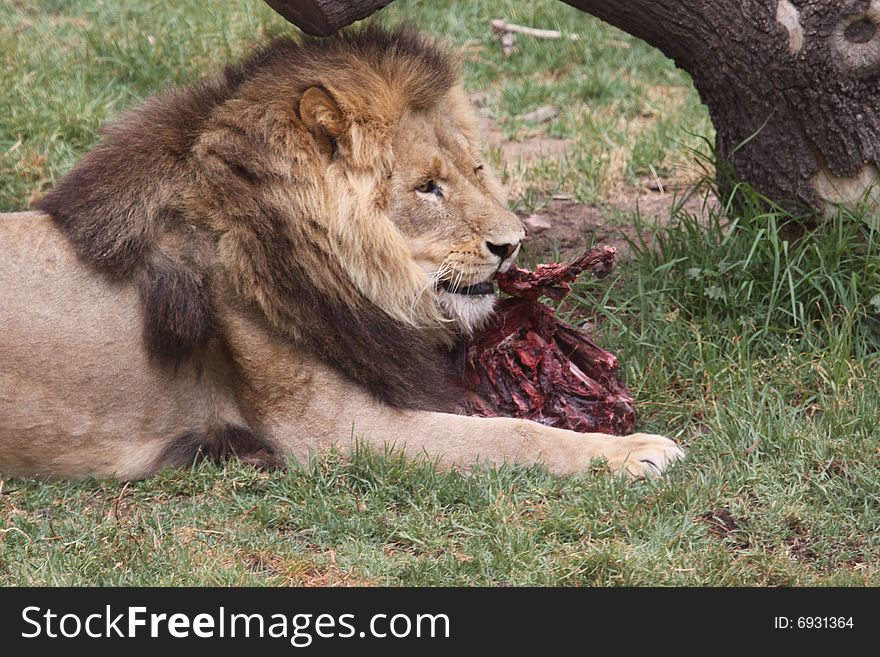 Lion Feeding