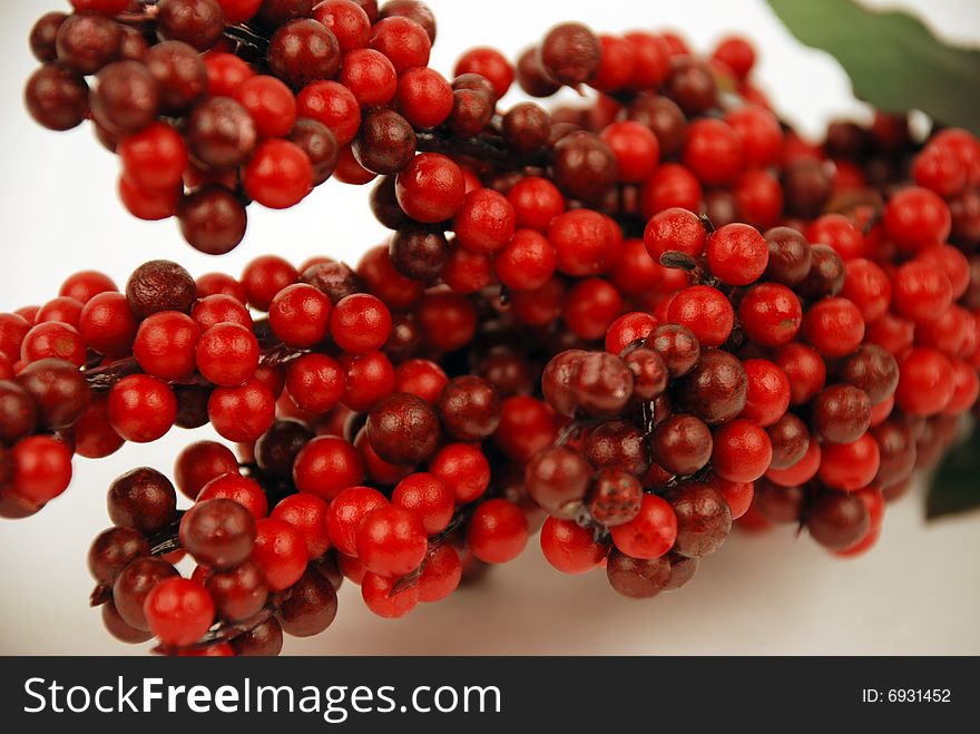 Cranberry Branch On White Background