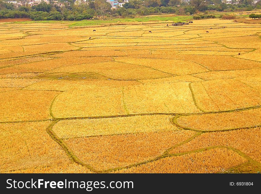 Waiting for spring planting of rice fields