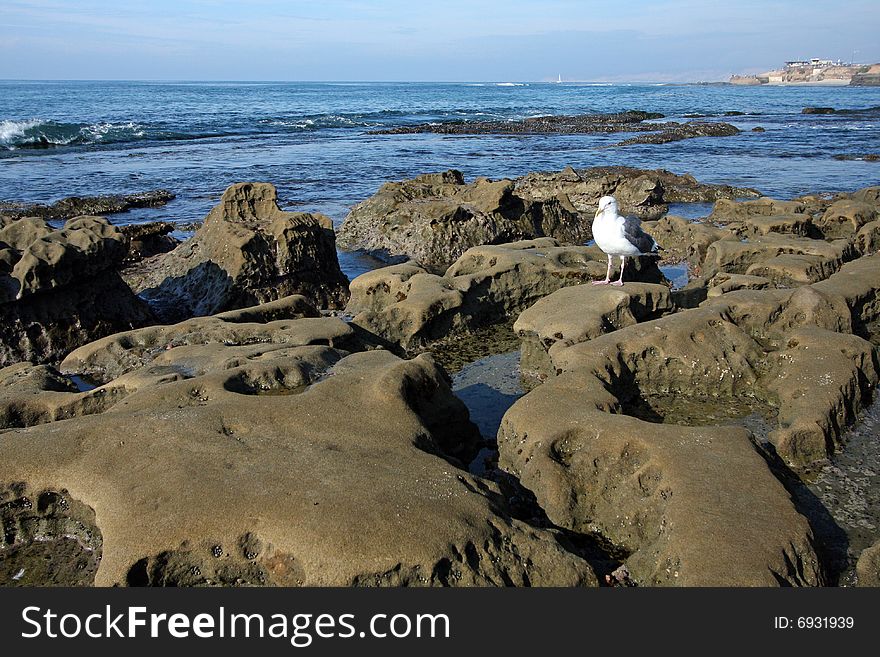 A seagull stands at the La Jolla, California, tidepools while ocean water trickles out to sea at low tide. A seagull stands at the La Jolla, California, tidepools while ocean water trickles out to sea at low tide.
