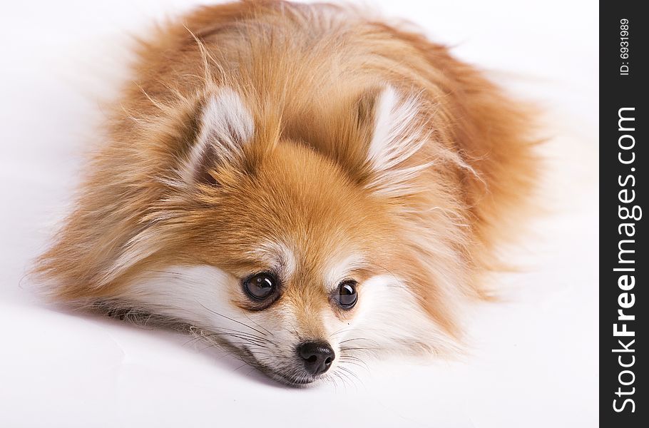 Cute Pomeranian puppy resting on the floor.  Isolated on white. Cute Pomeranian puppy resting on the floor.  Isolated on white.