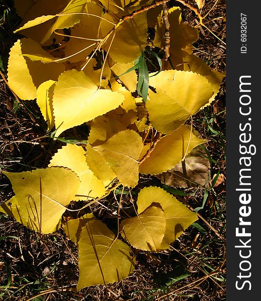 Yellow leaves of a silvery poplar on the earth. Yellow leaves of a silvery poplar on the earth