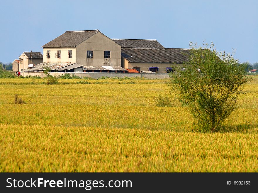 China's rural areas, the rice harvest