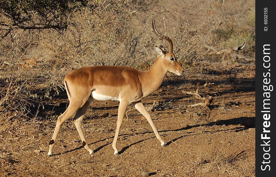 A male Impala antelope (Aepyceros Melampus) in the Kruger National Park, South Africa. A male Impala antelope (Aepyceros Melampus) in the Kruger National Park, South Africa.