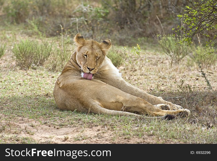 A prime Lioness cleans herself after a kill. A prime Lioness cleans herself after a kill