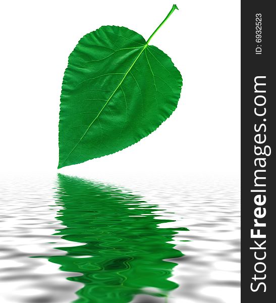 Green Leaf With Reflection In Water
