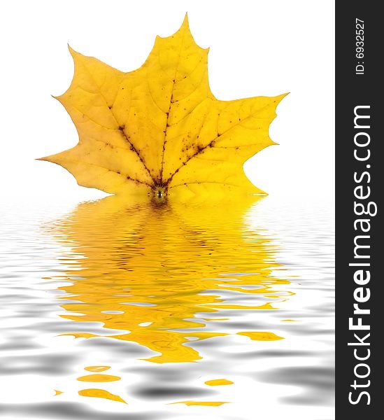 Full-size photo of maple autumn leave isolated on white background