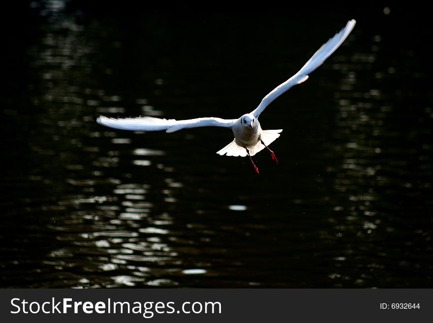 A free flying of white seagull Nov 2006. A free flying of white seagull Nov 2006