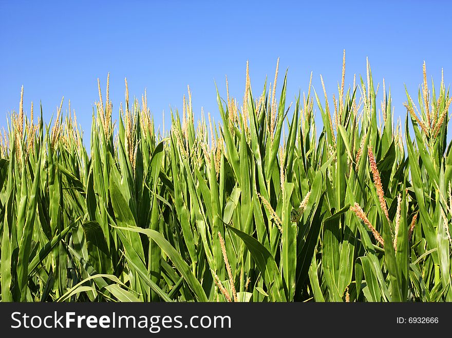 Field of corn with a blue sky on a summer day