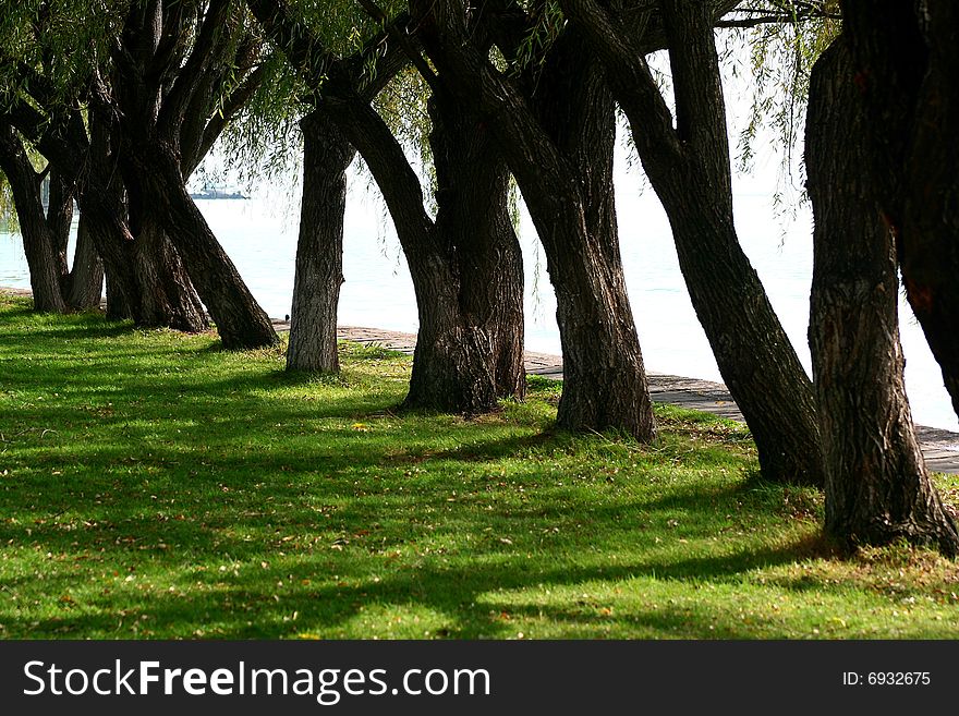 A line of trees by the lake 2006 in China